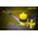 ΜΠΑΤΑΡΙΑ NITECORE IMR18650 2600mah 40A FlatTop