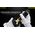 Camera Cleaning pen NITECORE